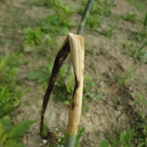 পেঁয়াজের ব্ল্যাক স্টক রট রোগ