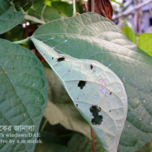 শিমের পাতামোড়ানো পোকা