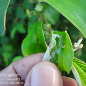 কুলের পাতা মোড়ানো পোকা