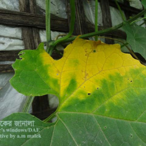 কাকরোলের ডাউনি মিলডিউ রোগ