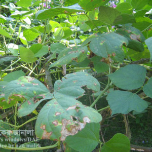 শিমের পাতার দাগরোগ