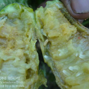 খিরার ফলের মাছি পোকা