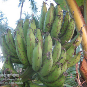 কলার পাতা ও ফলের বিটল