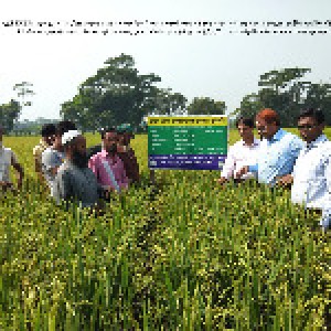 ASSSRBP 2018-19 এর আমন মৌসুমে মানসম্মত বীজ উৎপাদন প্রদর্শণী
