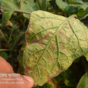 পাতা জ্যাসিড বা শোষক পোকা