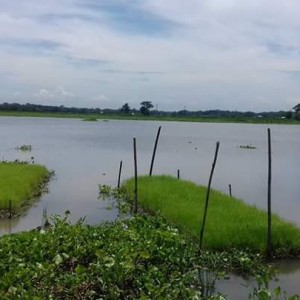 ভাসমান বীজতলা