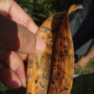 অর্কিডের এনথ্রাকনোজ রোগ