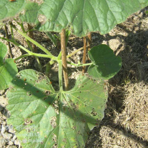 রেড পামকিন বিটল