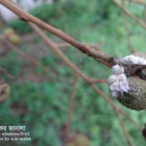 আশফলের মিলিবাগ